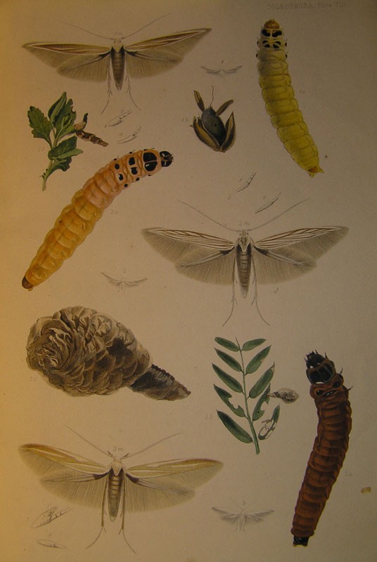 Le Coleophoridae d''Italia